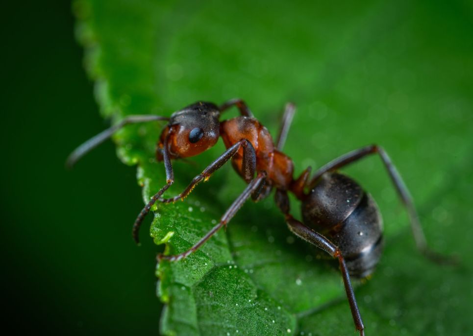 one single ant