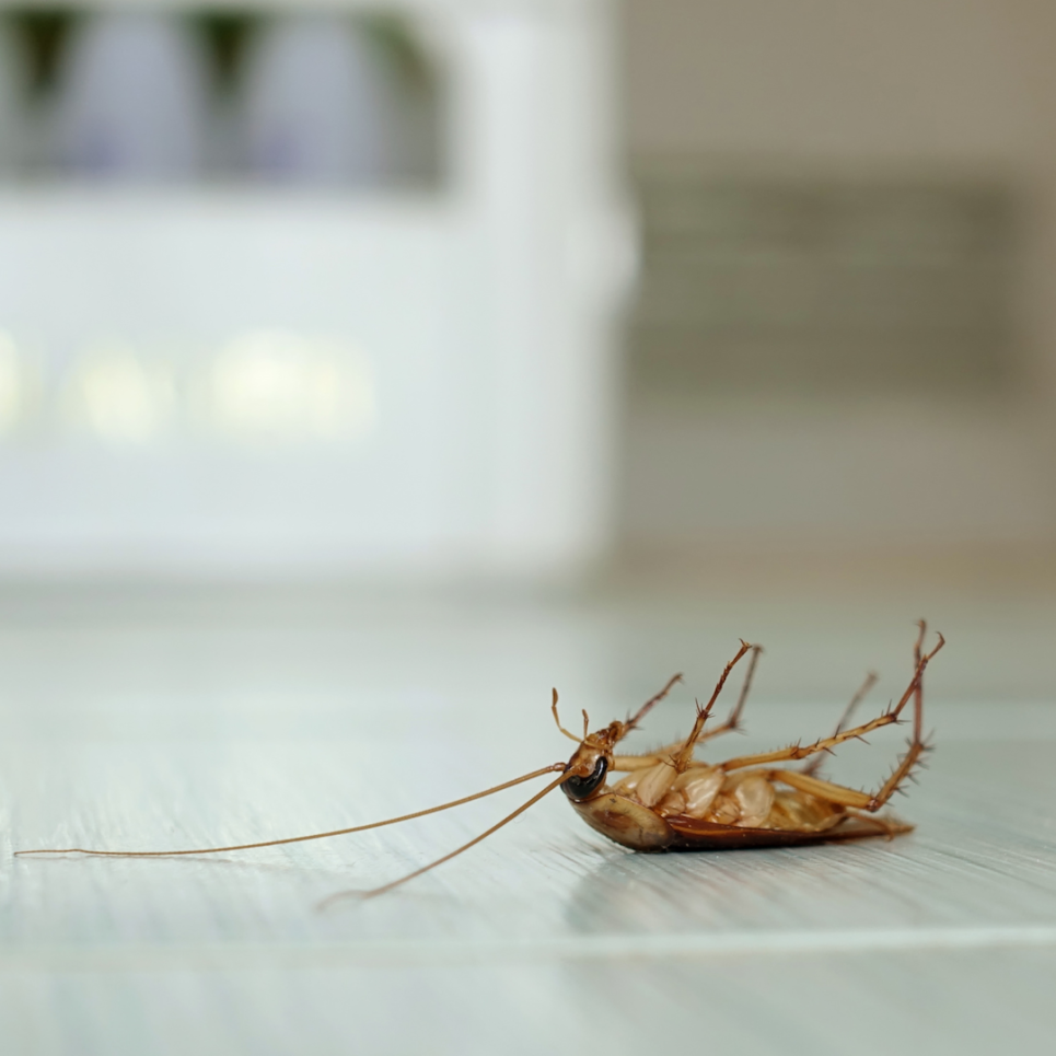 dead cockroach