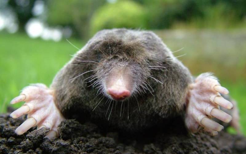 mole