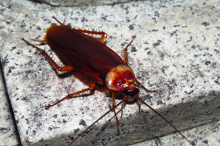 Huge cockroach on a textured surface