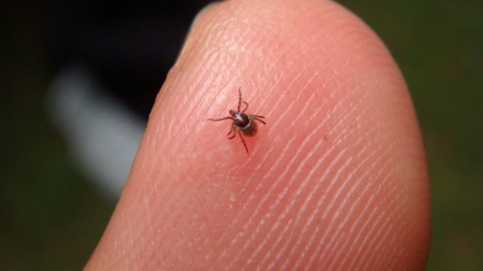 tiny tick