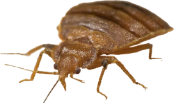bed bug
