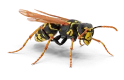 bed bug