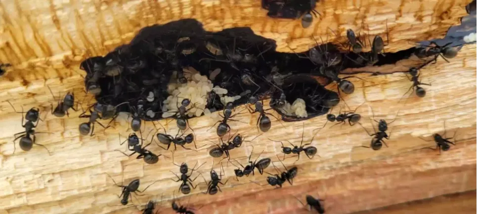 many ants