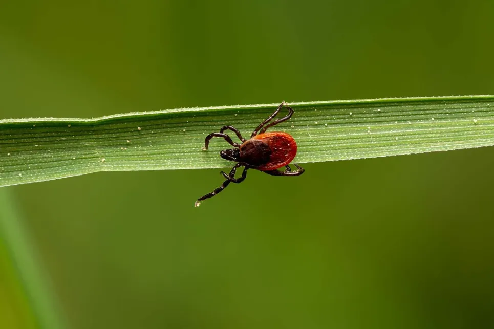 tick on leaf