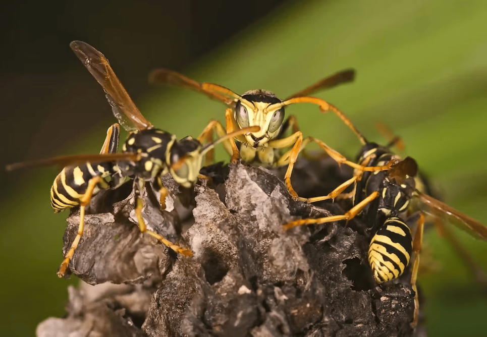 wasps