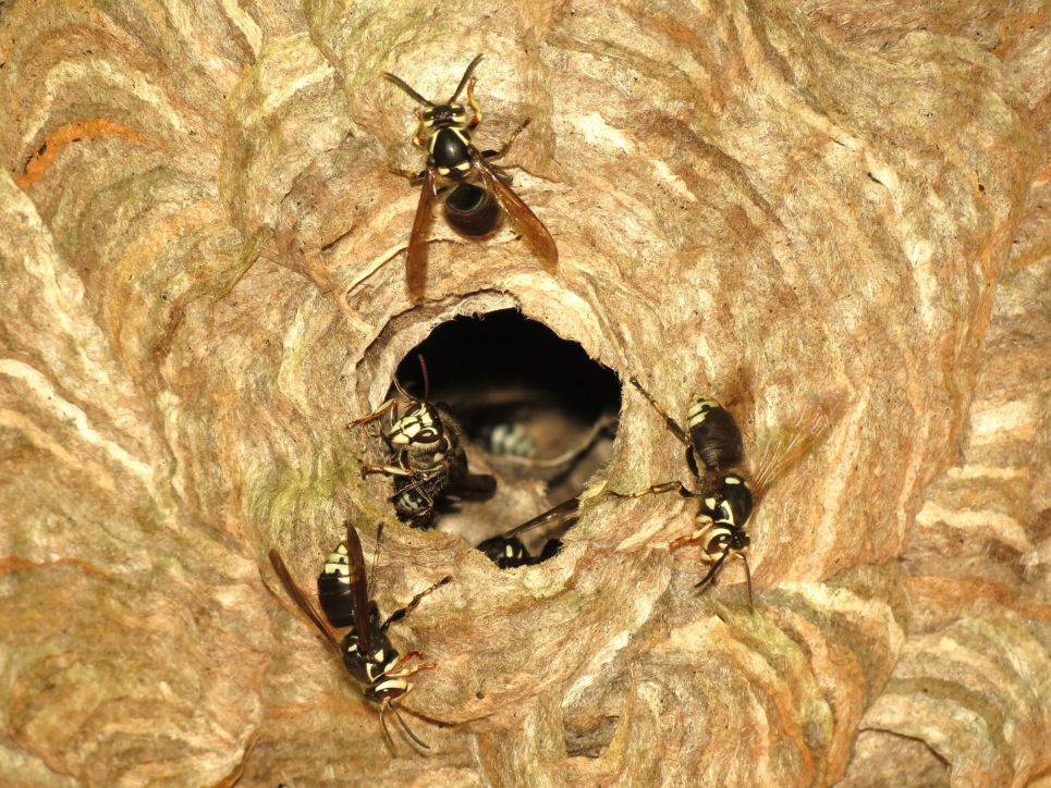 hornets