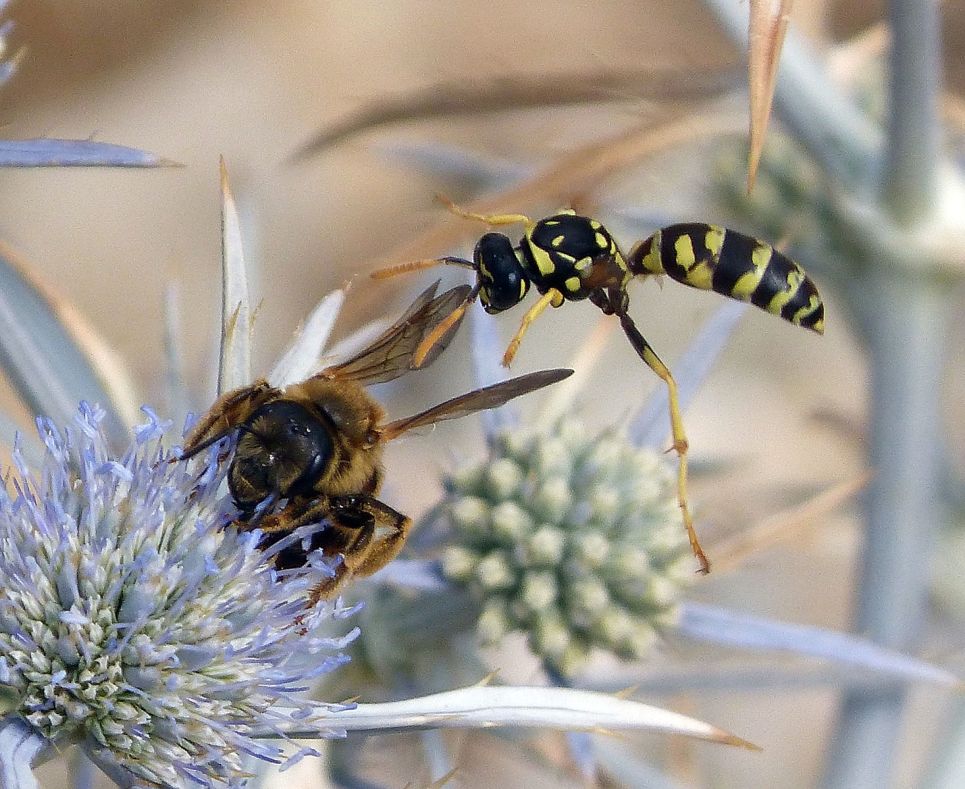 wasp and bee