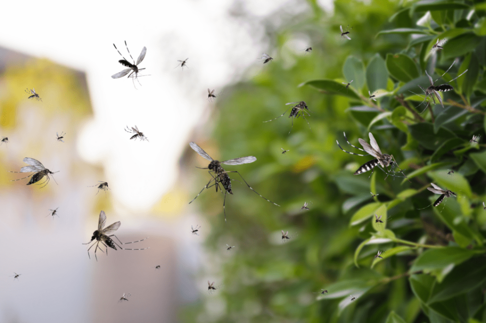 mosquito swarm