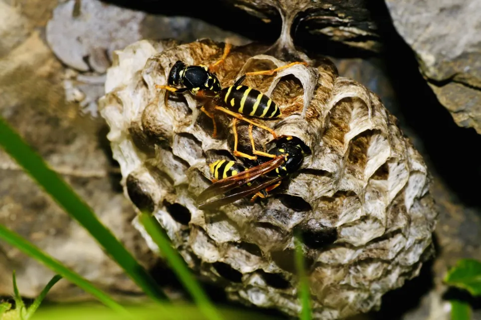 bee on wood