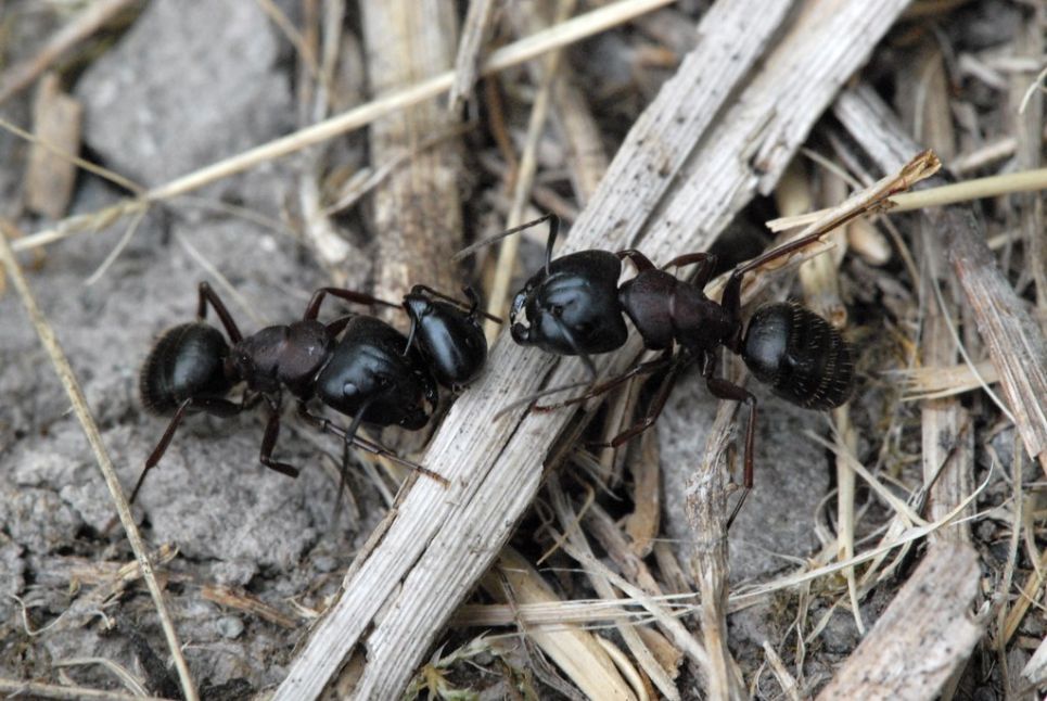 ants