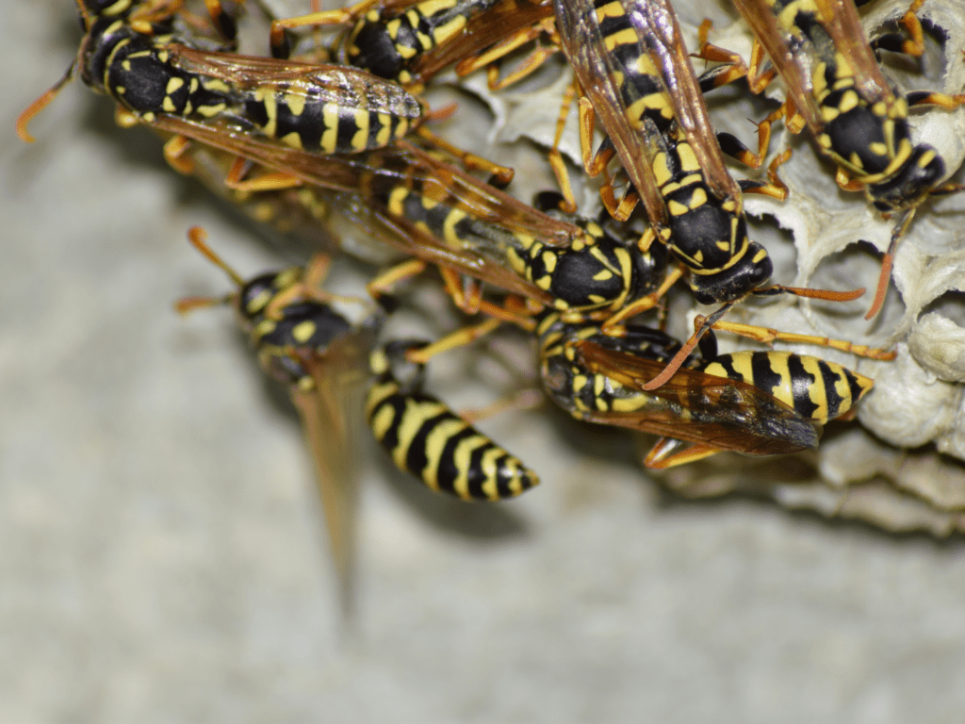 yellowjackets